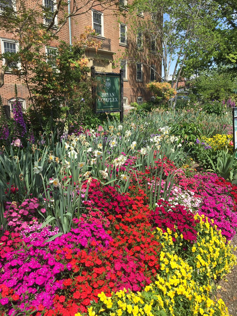 KellyO_wm's tweet photo. Bryan Complex in full bloom. #WMSpring https://t.co/O13IHSOhJK