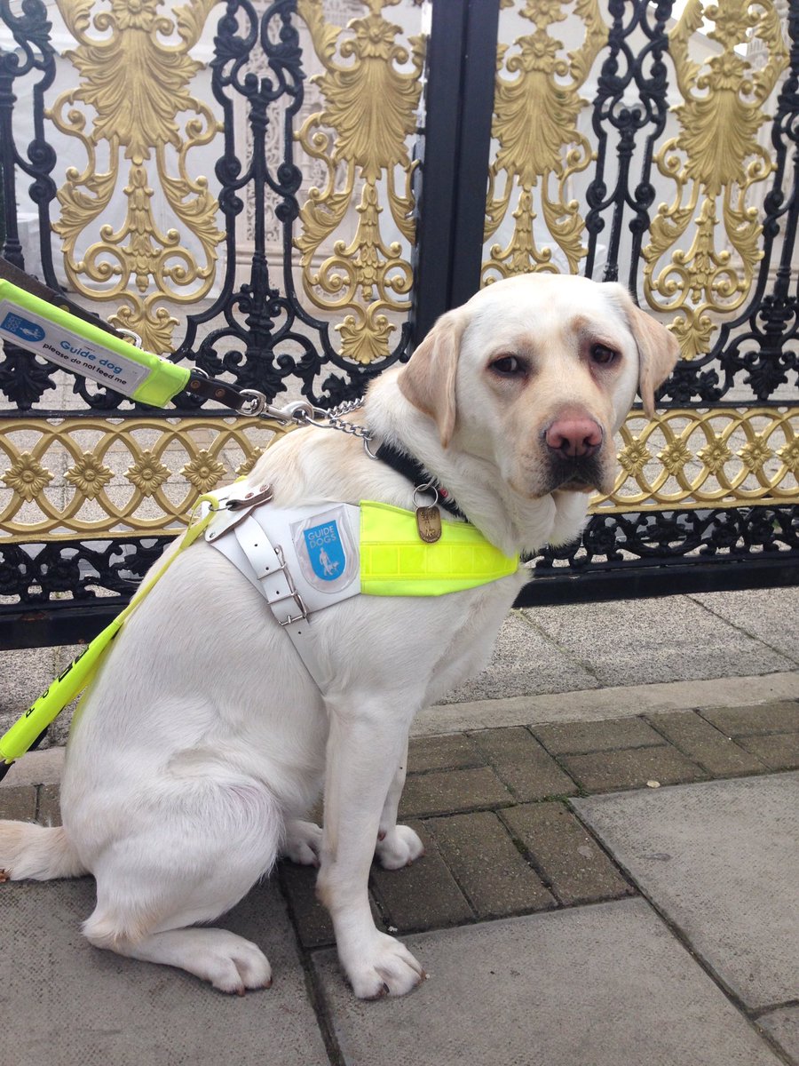 guide dog lead