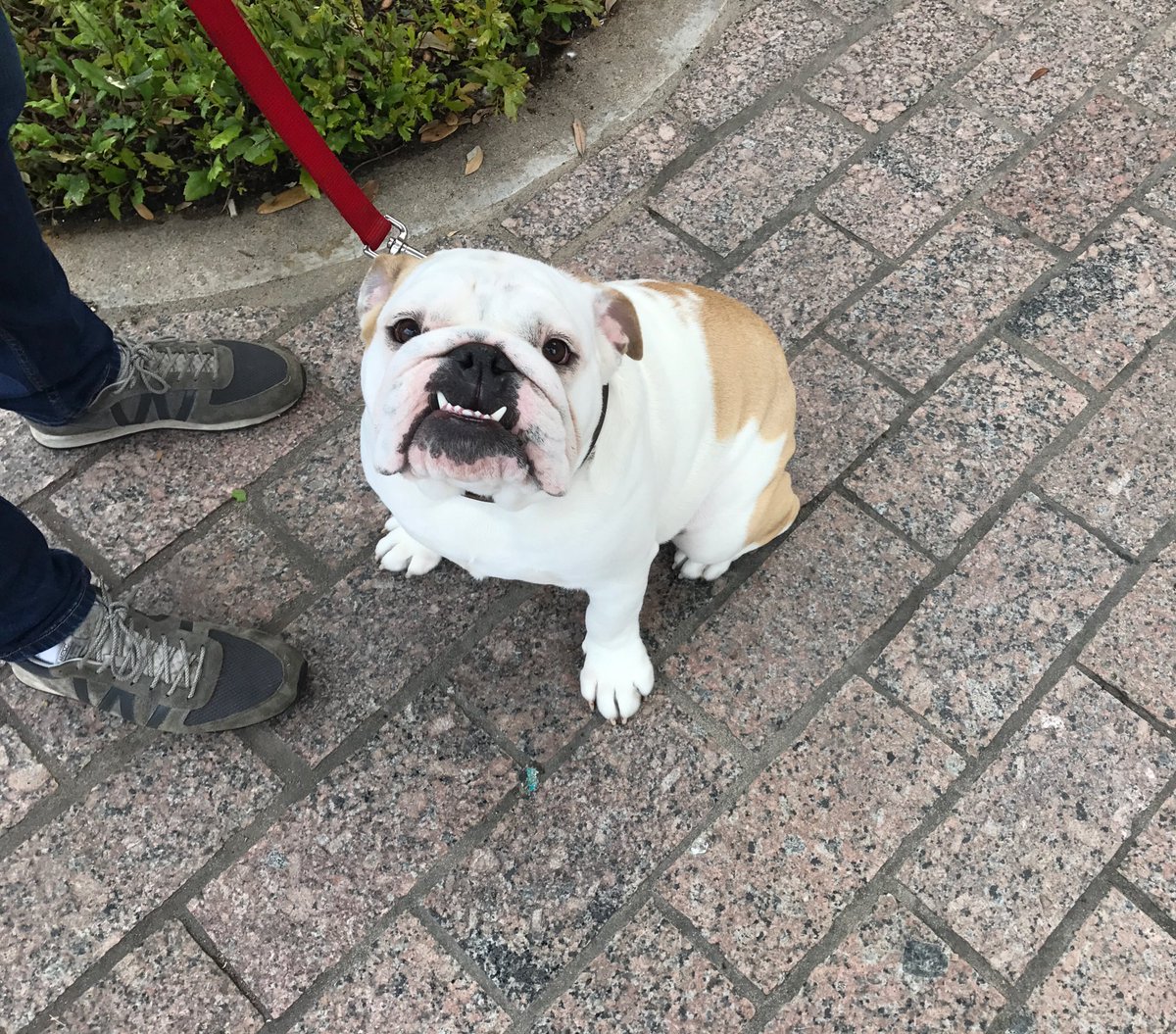 MoontowerComedy's tweet photo. Y'ALL. LOOK AT THIS PUPPER WE FOUND OUTSIDE THE PARAMOUNT. https://t.co/3o2CPdfTop