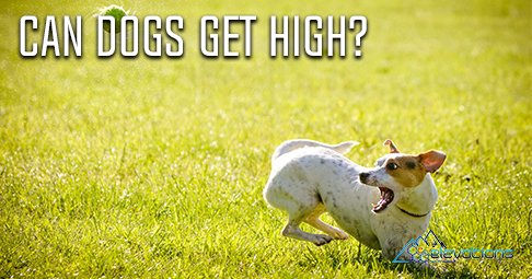 #Dogs CAN get #high, but should they? ow.ly/cyto30aQyTW