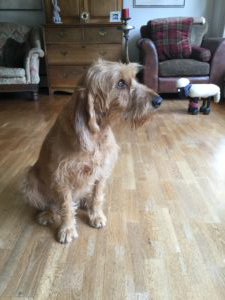 EarSolv's tweet image. Clicker training - dogtrainingdiaries.co.uk/index.php/2017… Power of the Clicker

I have had clickers in my dog grooming box for...