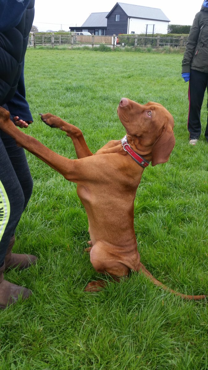 K9servicesplus's tweet image. Please don't let him train me im a good boy !! #teach your dog well #hungarian Viszla #dog training altrincham