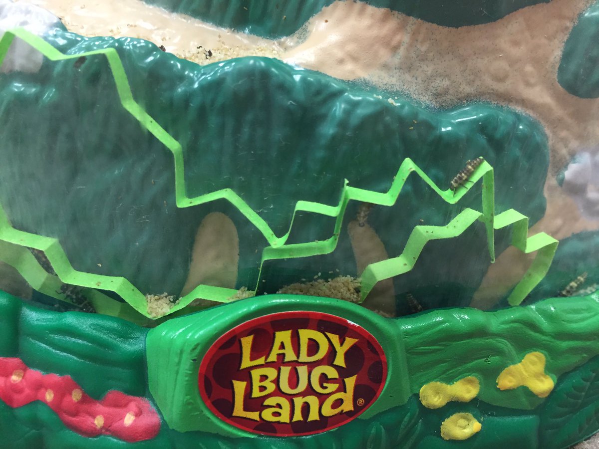 SchellerKinders's tweet image. Here it is! We are the proud owners of some (about 15) beautiful ladybug larvae! #ilssc #TeachLikeAPirate #firstgrade #ClassPet