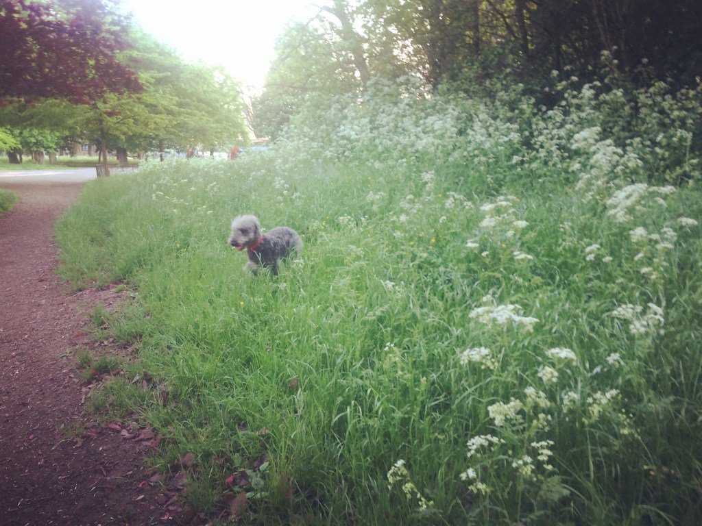 BeThatDog's tweet photo. Earth Day 2017 – Stop and Look Around! https://t.co/a2639Bq6Vv https://t.co/BsszXxVnwO