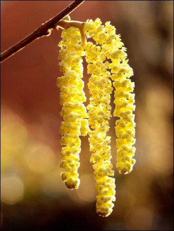 草木のこと No Twitter Hazel ハシバミ これが花だと言われても ちょっとばかり疑ってしまう でも尾状花序と呼ばれる花の集まり ヘーゼルナッツの採れるセイヨウハシバミとは異種 薄い褐色の瞳をヘーゼル アイズと言うがヘーゼルナッツの表皮の色 日本の伝統色の