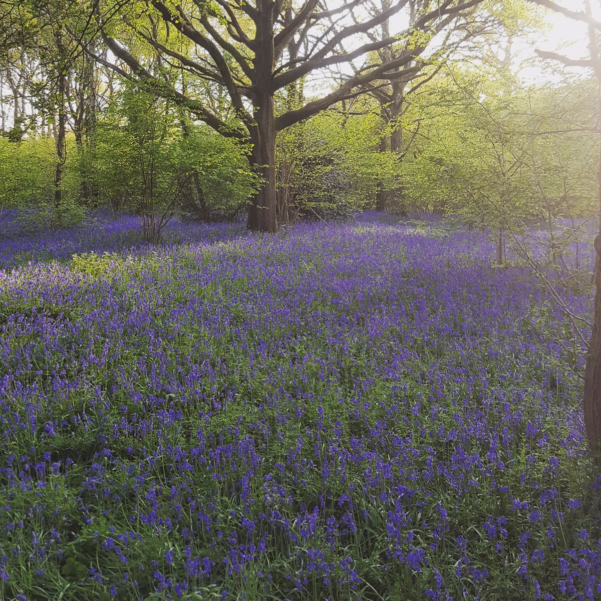 FernygroveFarm's tweet photo. Our Bluebell woods are open! https://t.co/4xHCz47oGS