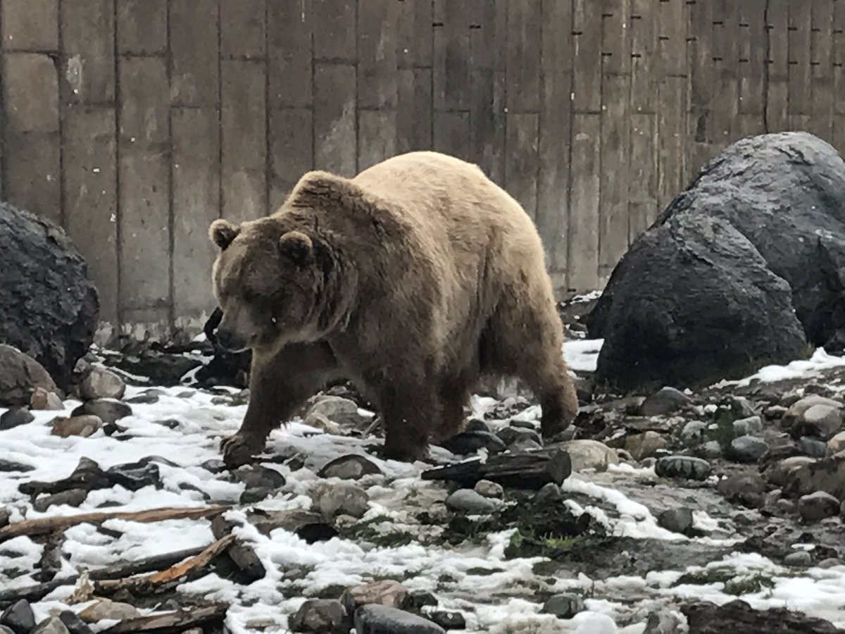 MtGrizEncounter's tweet image. Snow Day!
#MontanaSpring #SnowDay