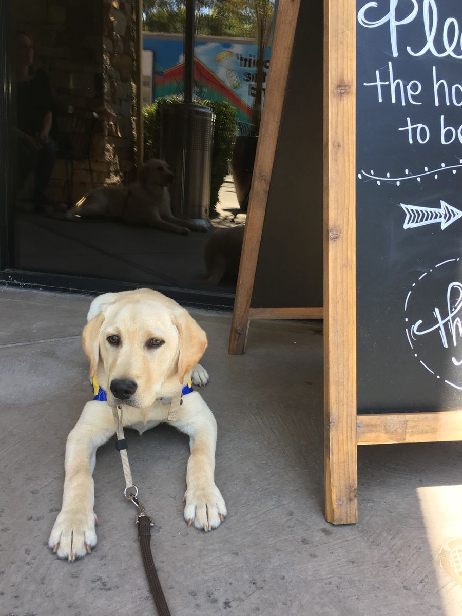 canineorg's tweet photo. Waiting to be seated at a restaurant is all part of the socialization training for a Canine Companions puppy. #FoleyFridays #FollowFoley https://t.co/gxhV1BWQ5a