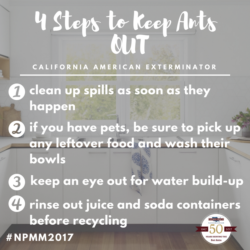 CalAmericanExt's tweet photo. Itโs probably no surprise the kitchen is considered a favorite ant hangout. Here are four tips to keep ants out of yours.
๐
#NPMM #NPMM2017 https://t.co/5k2V7afm5g