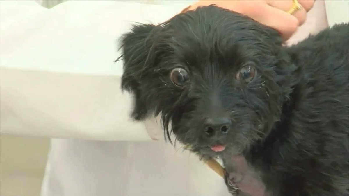 Dog escapes Easter gator attack, recovering at Boca Raton hospital bit.ly/2oxK7RO https://t.co/VQ78YXi6Dx