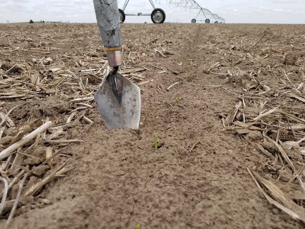 OrvinBontrager's tweet photo. The obligatory picture of first corn emerging,  Hamilton Co, Nebraska planted April 10. https://t.co/1xghwDzr51