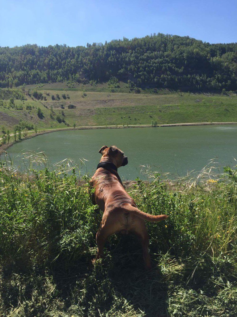GilbertBrian2's tweet photo. Ko Sporting bulldogges https://t.co/Q5J56zDrSN