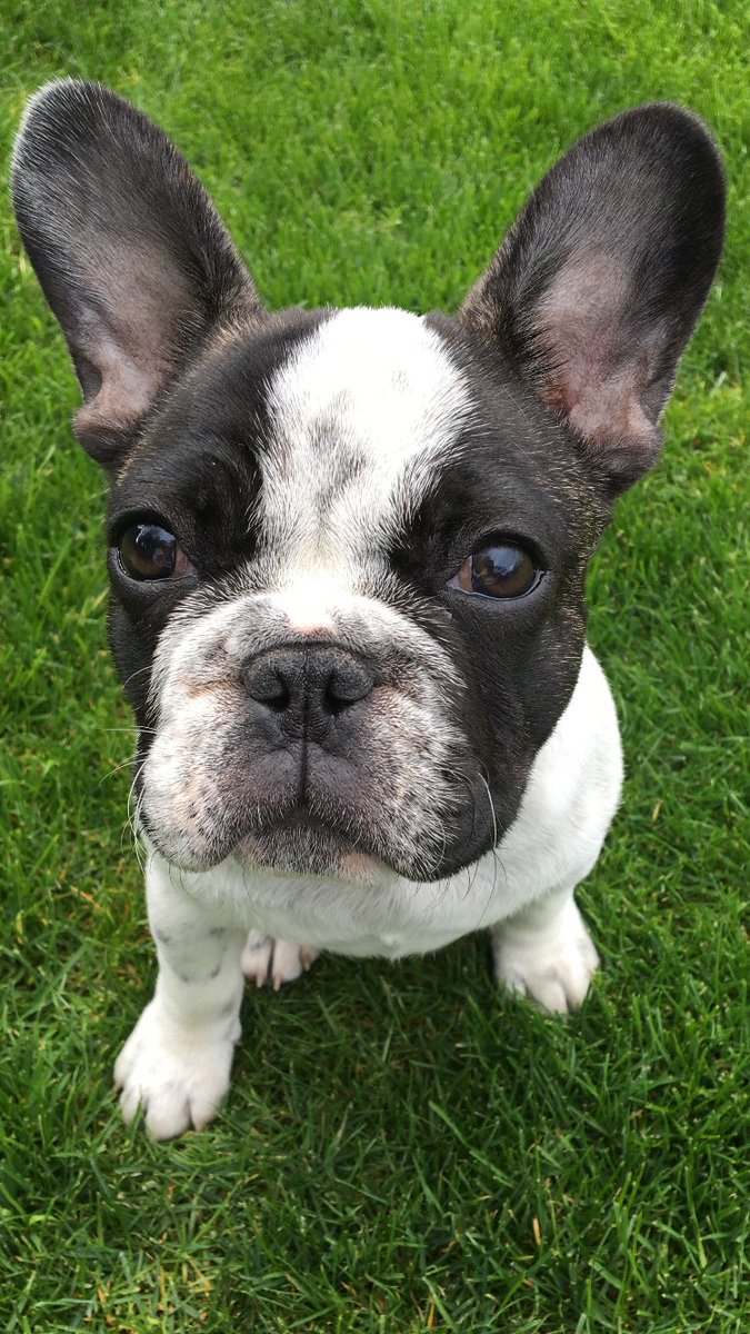 MichaelJohnPage's tweet photo. Is that a camera, is it a camera, is it a camera. 
#camerashy #coops #frenchielife #fifiluluandcoops #ilovemyfrenchies https://t.co/o5OLfnUDd5