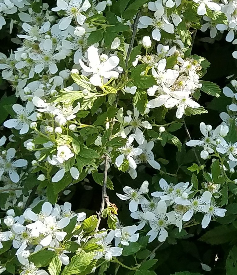 imafanofthe3's tweet photo. @fhDavidChadwick After finding Jesus this yr @FHC_KnowGrowGo Like the BlackBerry bush even the thorns of my life have transformed into something  beautiful! https://t.co/NEvKT0syWa