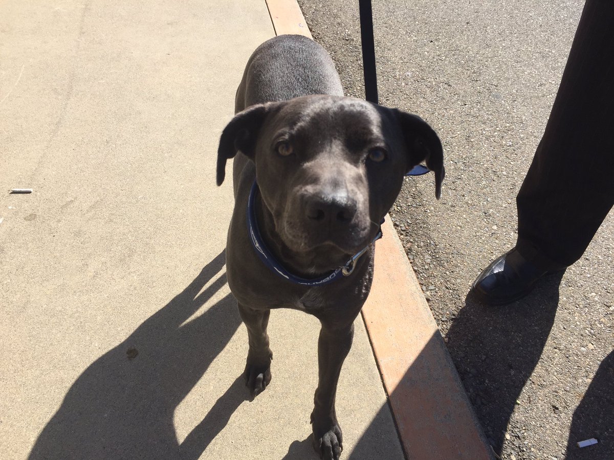CarmichaelDave's tweet photo. For every RT this gets, I will pet this good doggie and tell him that even though he is lost, we will find his owners very soon. 🐶💜 https://t.co/xvFS0HQmQ0