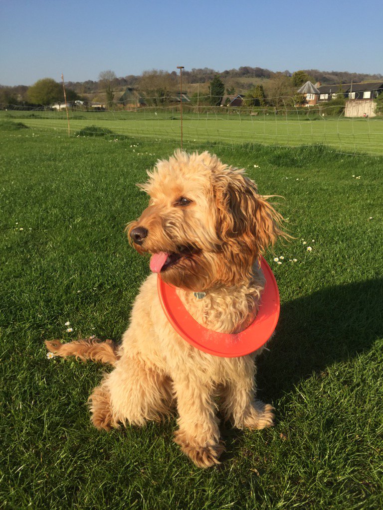 lillyapoo's tweet image. I've finally got the necklace I've always wanted, one you can catch, chew and wear!#happypup #cockapoo #sunnydays