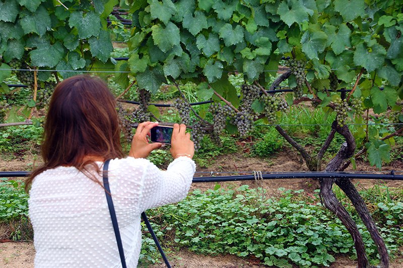 VisitCapeCod's tweet image. #Winelovers &amp;amp; #Foodies: Wine, Bed &amp;amp; Breakfast Weekend on #CapeCod (April 28-30) is a dream come true! Find out more: bit.ly/2oy3hHf