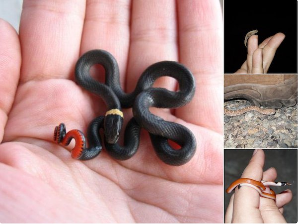 LafeberVet's tweet photo. MT @Sara_and_Snakes for #FridayFun: How many #tinyherps fit in 1 tweet? #tinysnakes & other #tinysquamates from around the world https://t.co/N16H8ghBDN