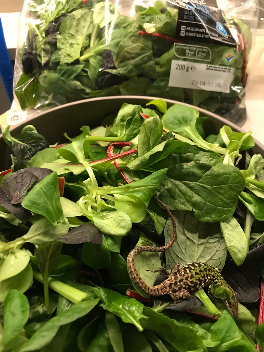Hallo <a href="/albertheijn/">Albert Heijn</a> hebben jullie een recept voor deze sla met verassing of is iemand van jullie personeel zijn/haar huisdier kwijt?