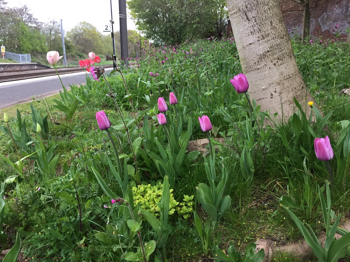 Cathy_Wade's tweet image. #Wildlongbridge planted with local residents &amp;amp; @northfieldeco for @__WERK  @LPAP2016 is a riot of colour this evening 🌈☘️🌺🌷✨