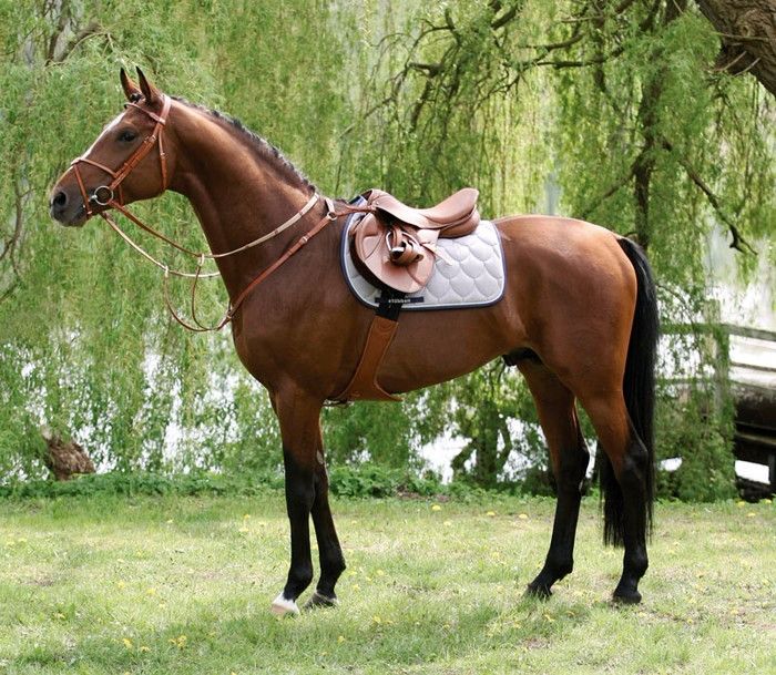Stubben_Bel's tweet photo. GR-Horses propose sur le marché belge les selles et accessoires de la marque #Stübben ! https://t.co/XP7e4HB2vI