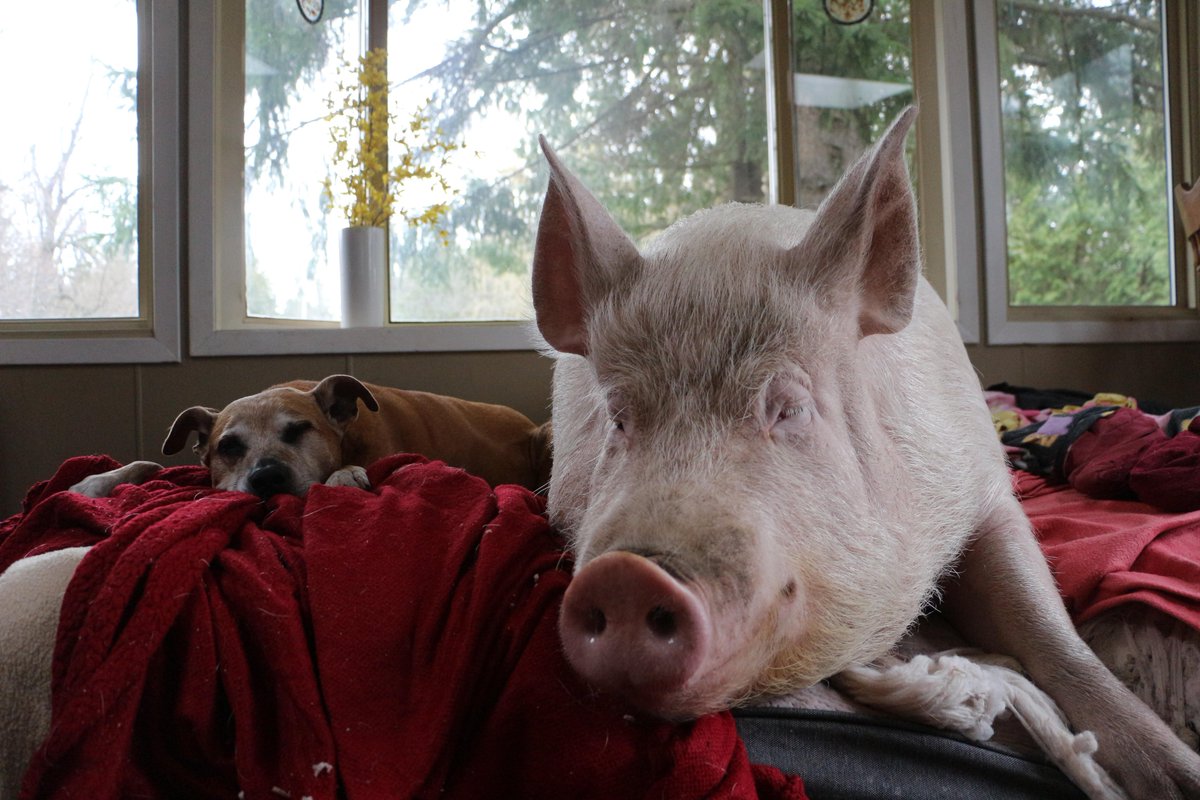 TheBigHundred's tweet photo. Action 91 by @estherthepig - Adopt a needy animal into your family.  #TheBig100 #AdoptDontShop https://t.co/2AcwswNsbP