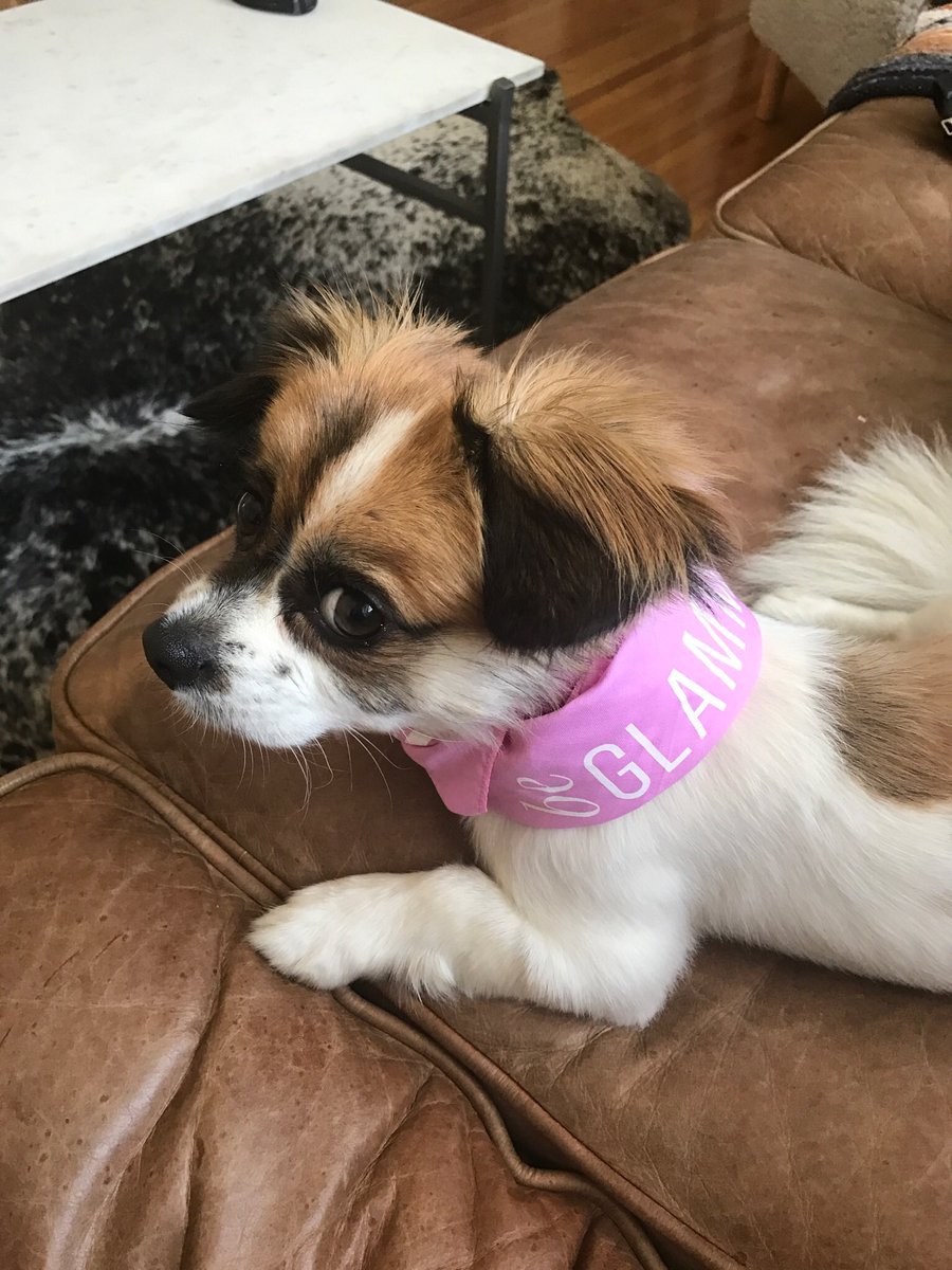 gopriv_'s tweet photo. Our office puppy Wesley is all ready for #GLAMchella weekend two! https://t.co/bYAtK0iNX1 πΈπΆπΌ https://t.co/fyRwKHAz4X