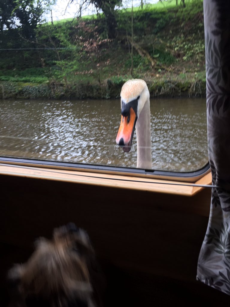 Cal_BT's tweet photo. Defendin me boat #swanattack https://t.co/FqqMbKwKXX