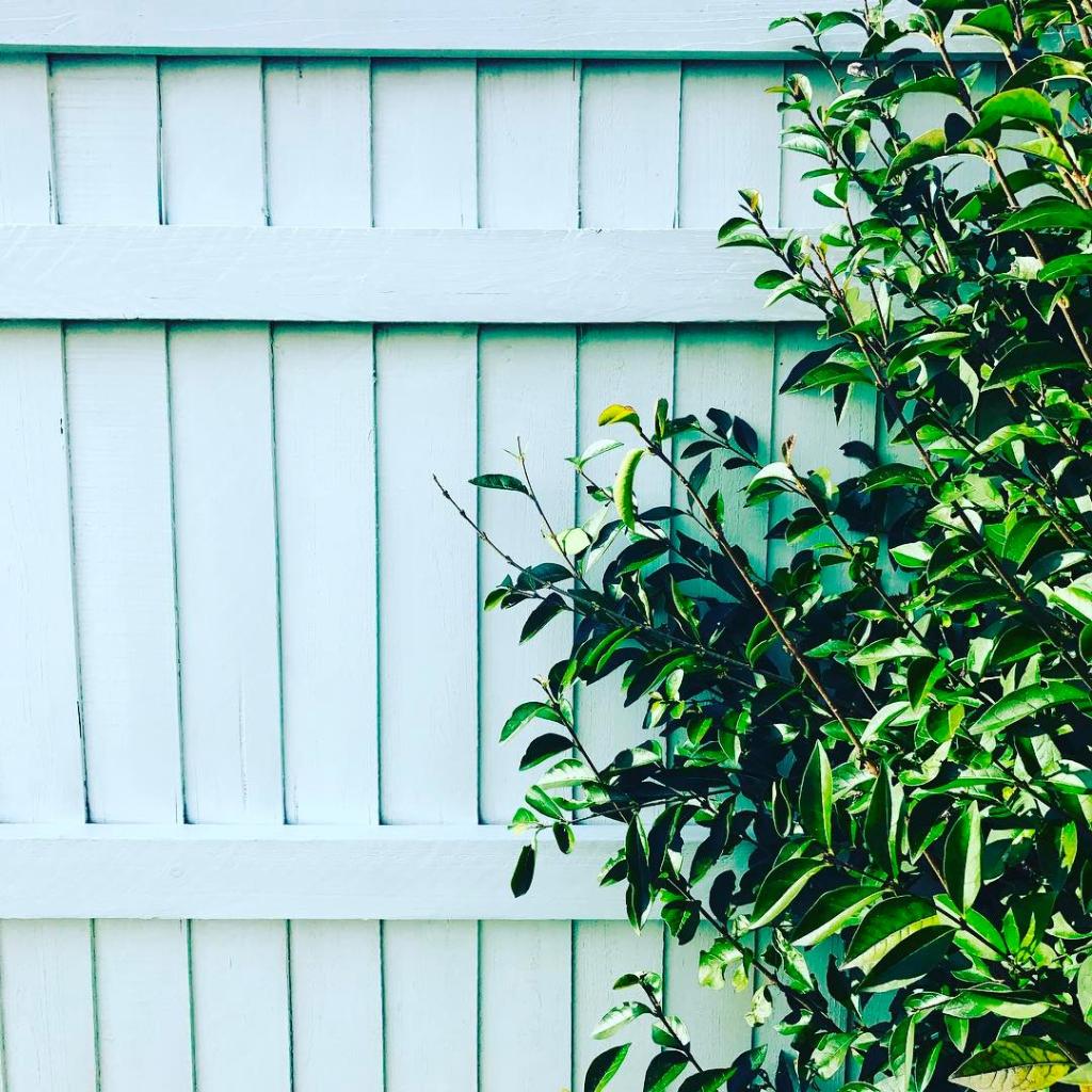 Brighten up your fence with #MorningBreeze just like Carol-Anne.