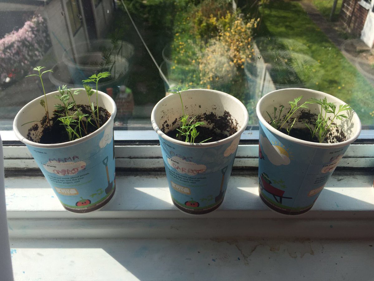 StrongstemsHE's tweet photo. Don't look down!  #twintastic  Well done boys! #strongstems #homeed #shortstems #strongroots #TeamRajaAlam #sowandgrowuk @giyireland https://t.co/YkqdLEdMED