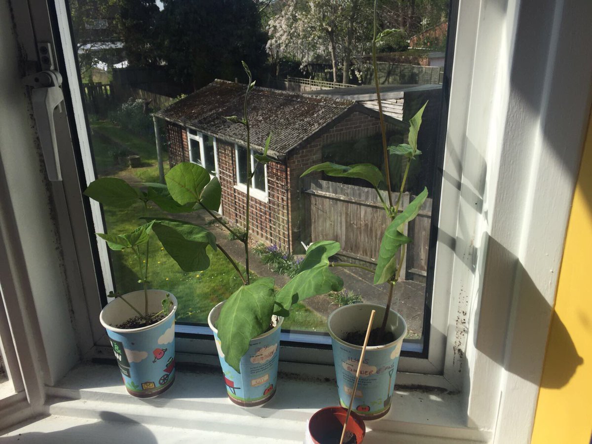 StrongstemsHE's tweet photo. Don't look down!  #twintastic  Well done boys! #strongstems #homeed #shortstems #strongroots #TeamRajaAlam #sowandgrowuk @giyireland https://t.co/YkqdLEdMED