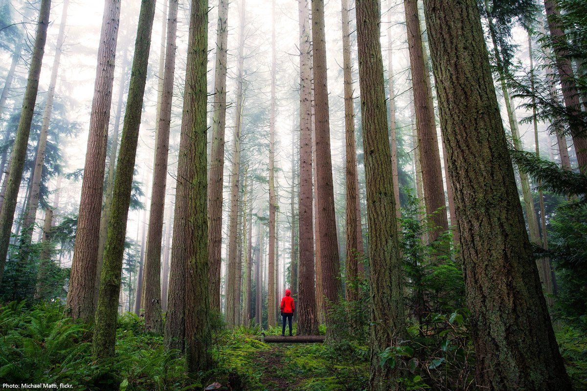 Wilderness's tweet image. "The clearest way into the Universe is through a forest wilderness." Happy #JohnMuir Day!