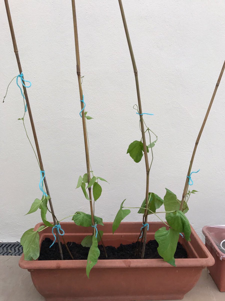 StrongstemsHE's tweet photo. Optimistic! #rooting4strongstems #beanbanter #strongstems #hopetheygrow @innocent @giyireland #TEAMAWAN #letsdothis #sowandgrowuk https://t.co/X6Qr1D8IvY