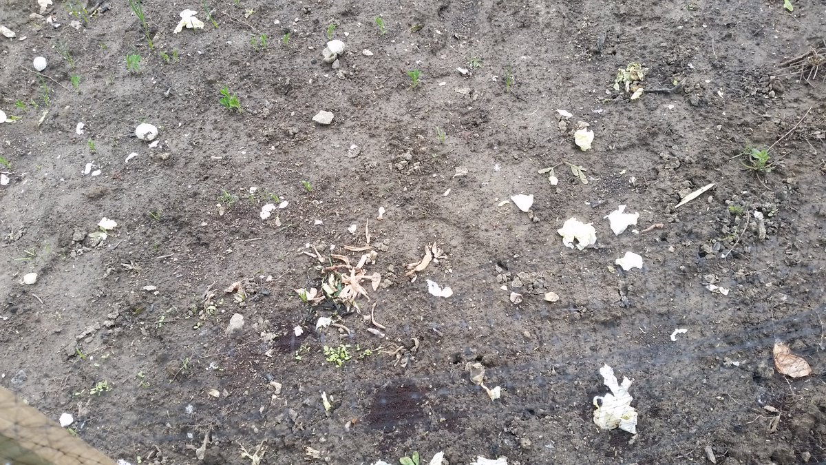 sbrenden272's tweet photo. Did you do your part this #EarthMonth2017? Check out my #compost pile for my garden.#Greenhanded. #Reducingmyfootprint https://t.co/f0YYvwdAMr