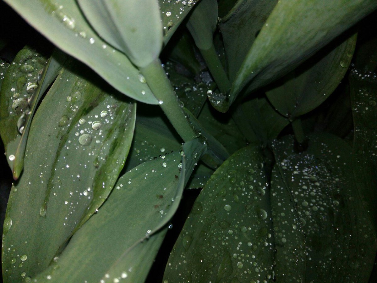 madmen303's tweet image. Внутри тебя сияет сад, в котором вечная весна! Твоё дыханье - сладкий яд.☘️✨#ФайнисФолловитКаждого