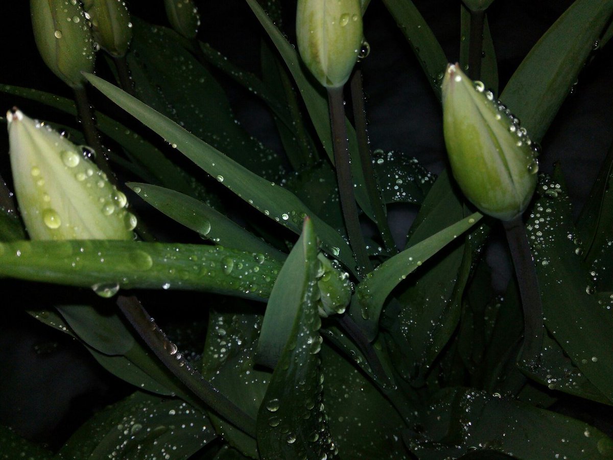 madmen303's tweet image. Внутри тебя сияет сад, в котором вечная весна! Твоё дыханье - сладкий яд.☘️✨#ФайнисФолловитКаждого