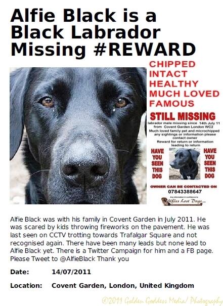 I join #MissingLabrador Tweetstorm 2 make an appeal for <a href="/AlfieBlack/">Alfie Black</a>, missing since 2011.Please read his story here! Is Alfie your Neighbour?