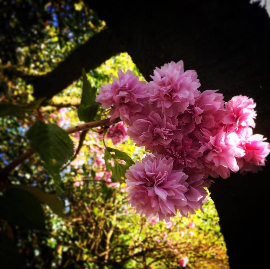 rainerwermelt's tweet photo. Kirschblüten #frühling2017 #kirschblüten #kirschbaum #kirschbaumblüten #cherryblossom #cherryblossoms #cherrytree #cherry #spring #springti… https://t.co/o8Ns9wKzLT