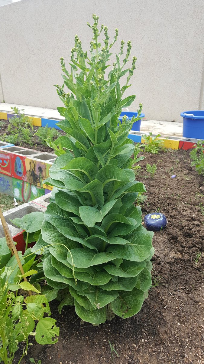 Camacho_Elem's tweet photo. "Lettuce" make you a salad, straight from our garden! @tmfhqi @CATCHhealth #healthycosmos https://t.co/xD57wEFQXs
