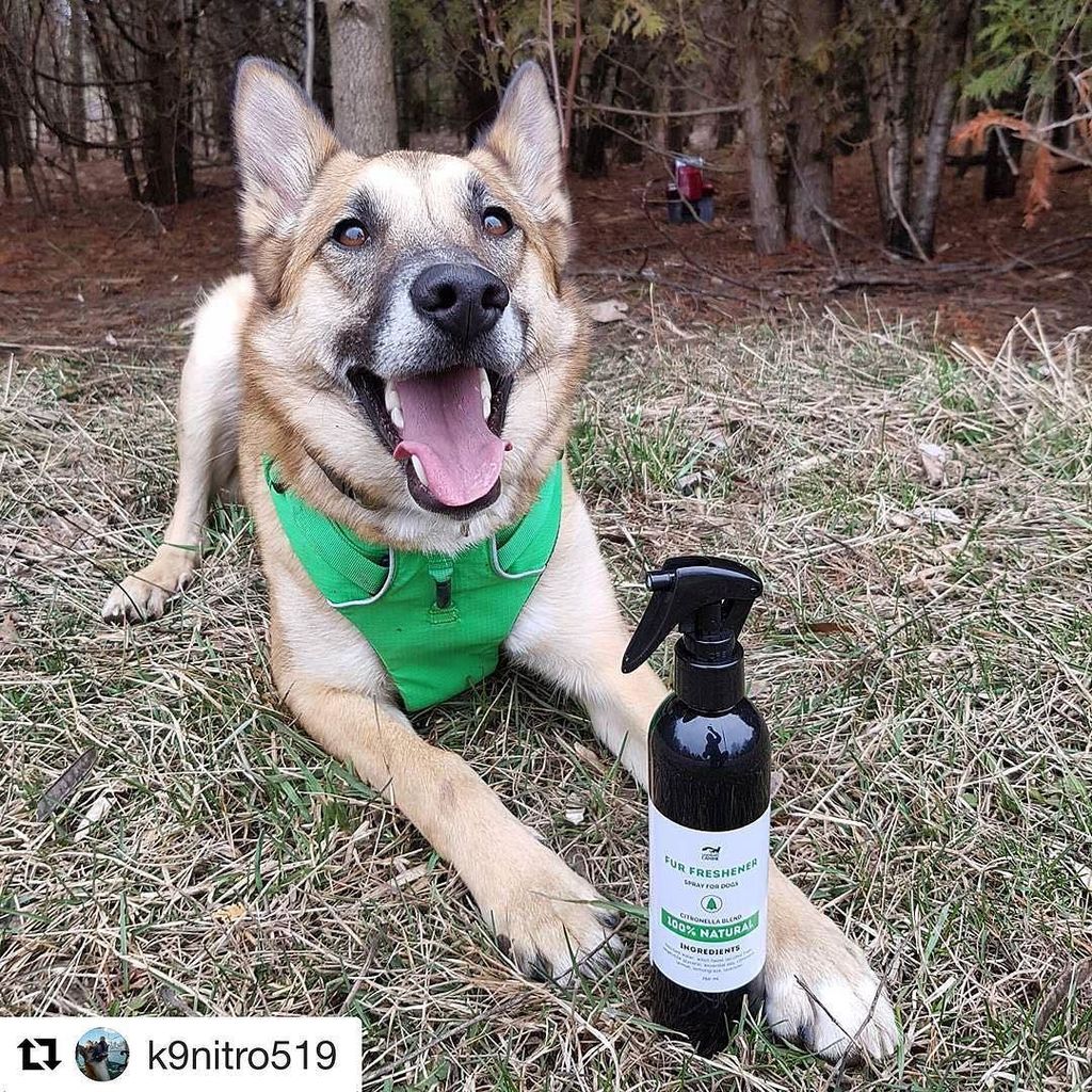 LegendaryCanine's tweet image. #Repost @k9nitro519
・・・
Trail ready ! 🏞⛰🐾 Picked up some all natural bug repellant from @pawsevolution made by @le… ift.tt/2ouJmcP