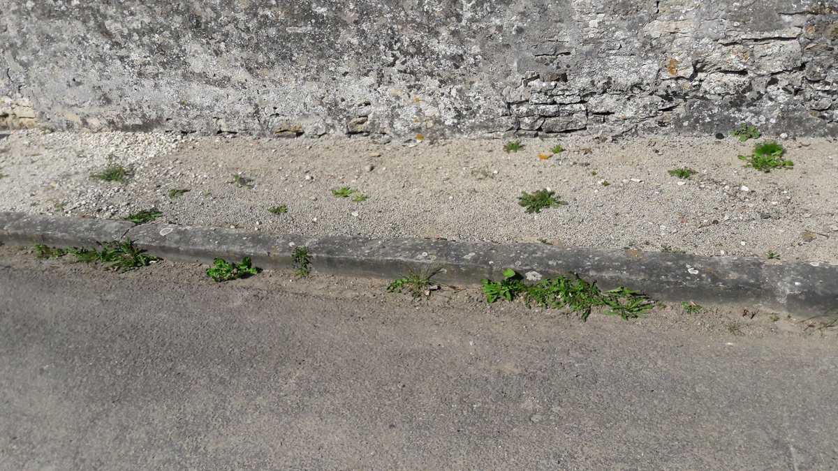 gigiotef1's tweet photo. #zerophyto . Lançons le concours "mon trottoir envahi par les herbes" https://t.co/8XtJOz6fok