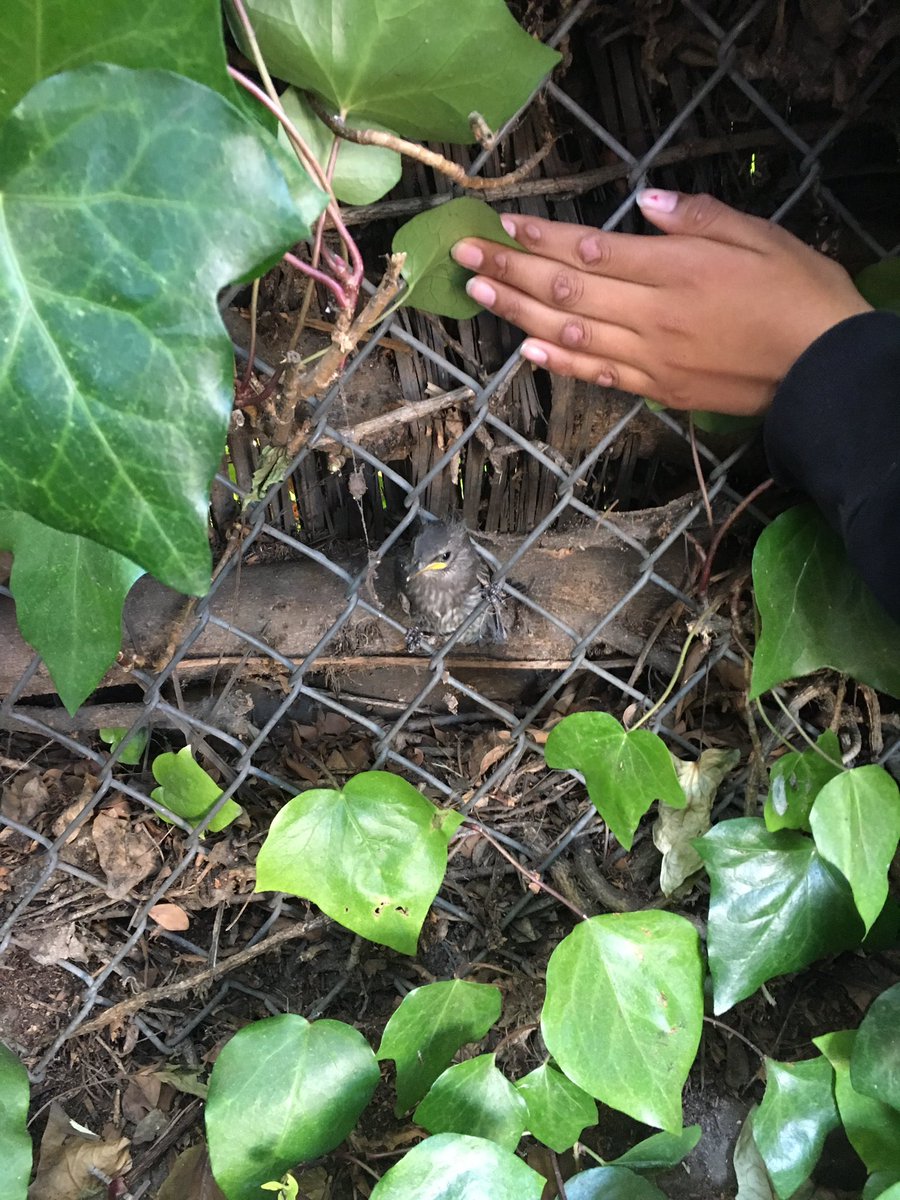 MKSTimePortal's tweet photo. Since I reduced a possum last semester my students ran to me to rescue a baby bird. #signaturepractice #savetheday @CHeatonPhD @ElXapulin https://t.co/0aOIinOzkm