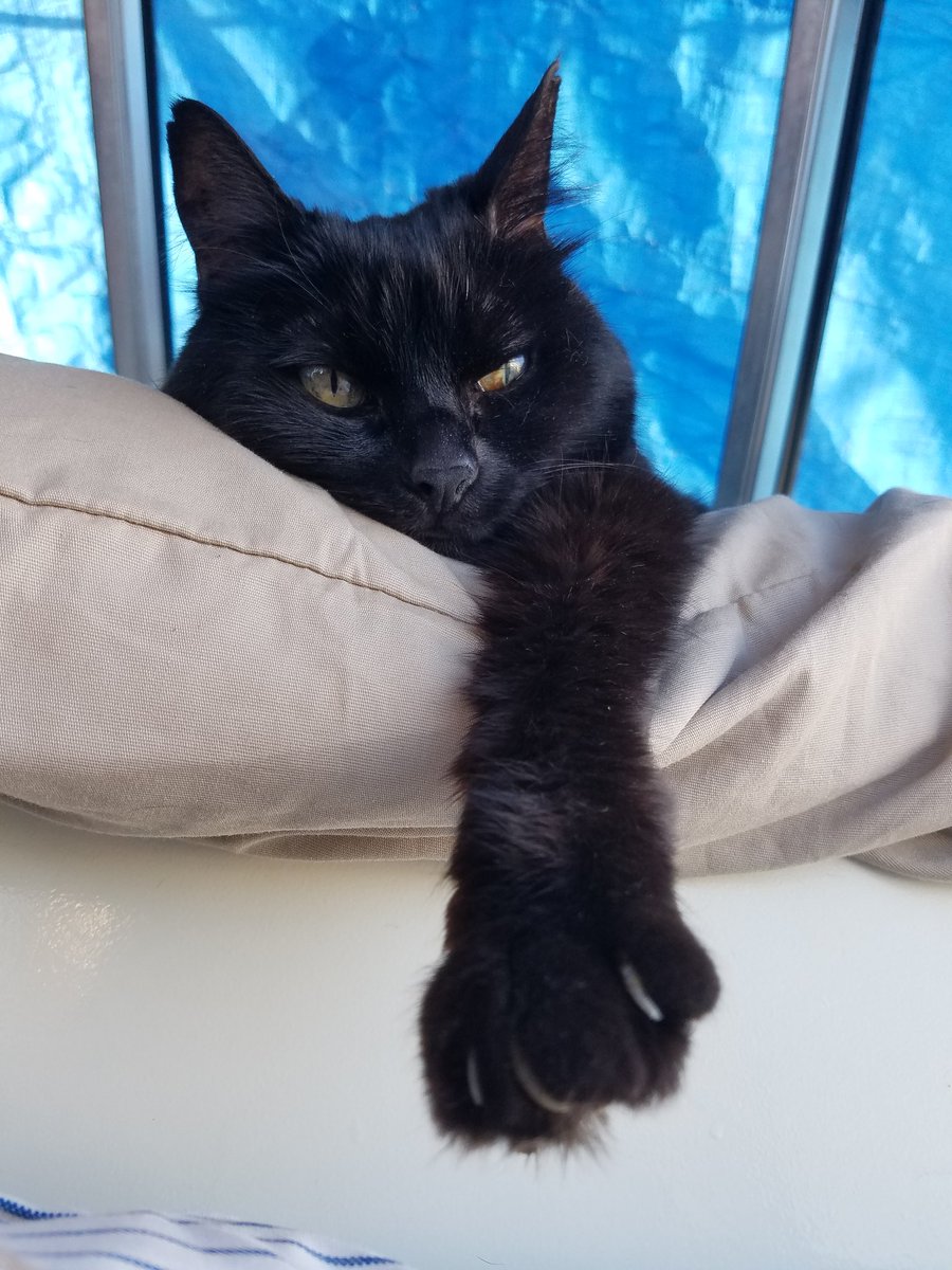 savethechunk's tweet image. Mom got off work early and the sun was shining, so we chilled up on the top of the boat. I even had my own princess pillow!