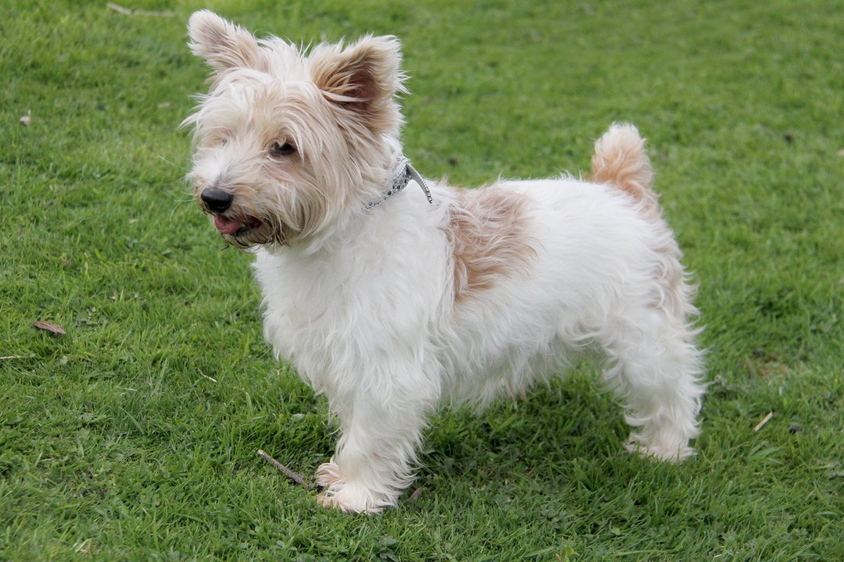 Rescue Dogs Trust Rehome Poodle Cross Snetterton Dog Rescue Rehome