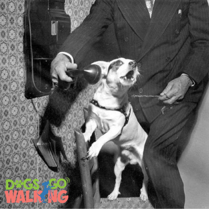 DogsGoWalking's tweet photo. Call now: #Broward (954) 646 3844 | #Miami Dade (305) 877 4061 | #PalmBeach (561) 358 6833 or visit our website: https://t.co/dtEy9G1G8v. https://t.co/gZVUDeXxks