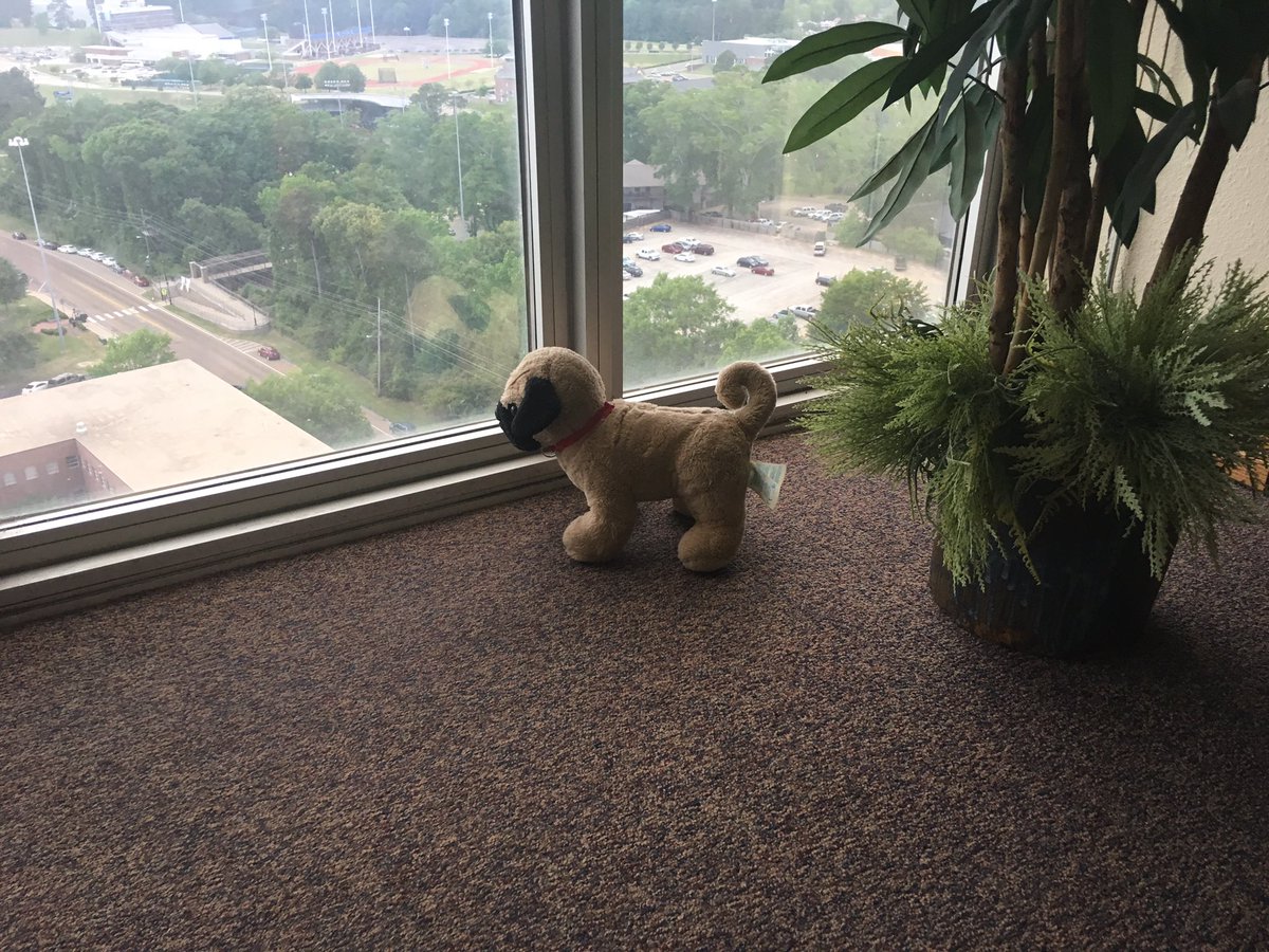 lkguice's tweet photo. We've had a LOT of visitors to the 16th floor today, including this furry friend. Welcome to Tech! #BecomeABulldog #EverLoyalBe @LATechRocks https://t.co/Jt81Yog8kJ