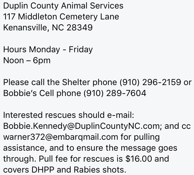 FriendsOfDuplin's tweet photo. 🌺PEBBLES IS HER NAME 
TYPO ON PHOTO 
#SWEET GIRL 
HW STATUS IS ❓
#DUPLINAC #ILM #NC🇺🇸
#DUPLIN #BULLY
📞910-296-2159
➡️https://t.co/LYvBefoRPs https://t.co/uewbJYMkVP
