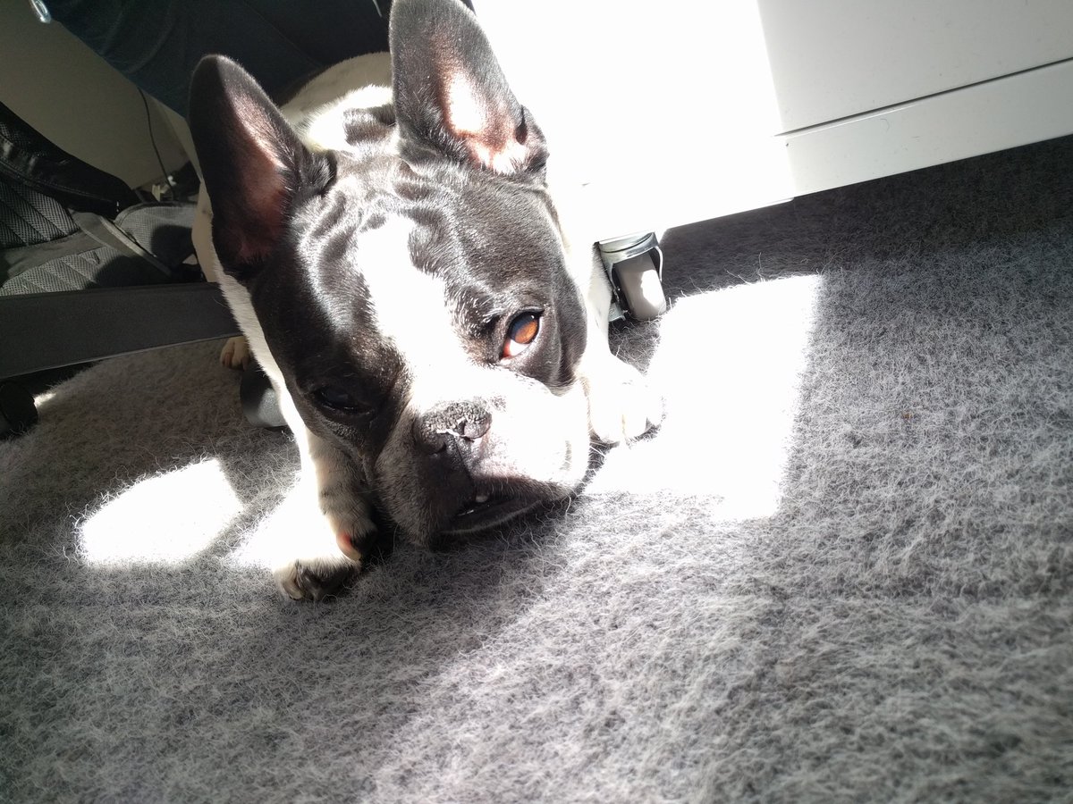 joeleyba's tweet photo. #DogsOfSEO https://t.co/kVLwNr4SvX