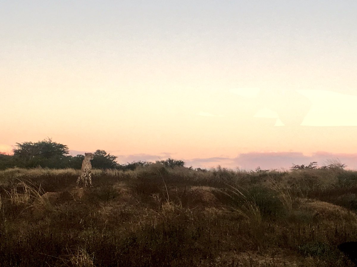 ajwking's tweet photo. Gathering so much inspiration and knowledge for an inquiry unit on Africa #spotthecheetah #acuedu_p https://t.co/hoNIEzqHTz