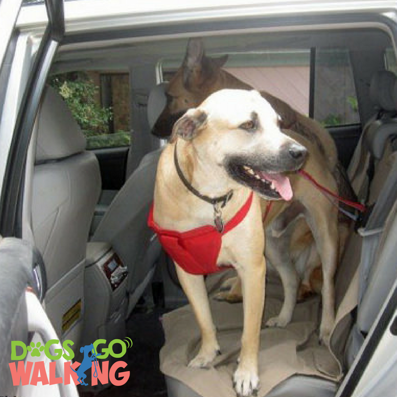DogsGoWalking's tweet photo. With our very useful #PetTaxi Service, your #pets won’t miss any more vet appointments! https://t.co/atDTGJ7fzt